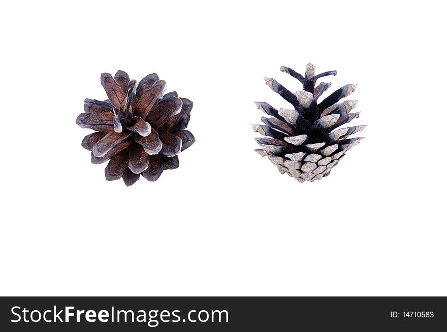 Two views of pine cone isolated on white. Two views of pine cone isolated on white