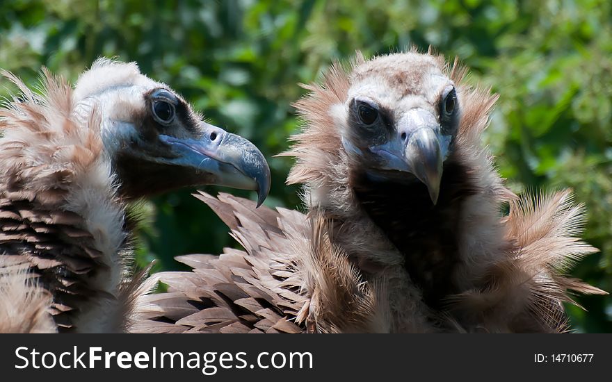 Two European Black Vultures sitting together