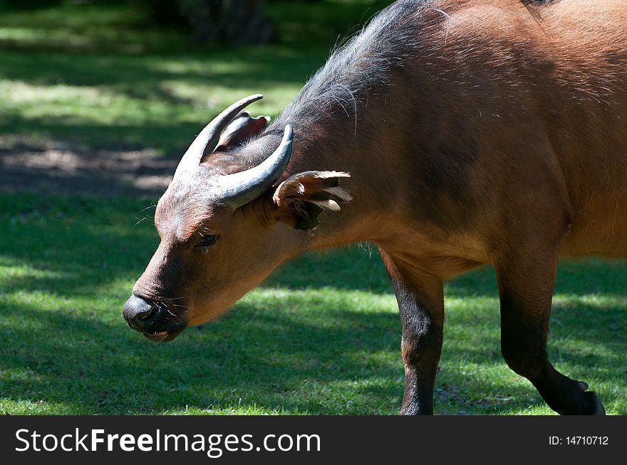 A Congo Buffalo grazing in the sun