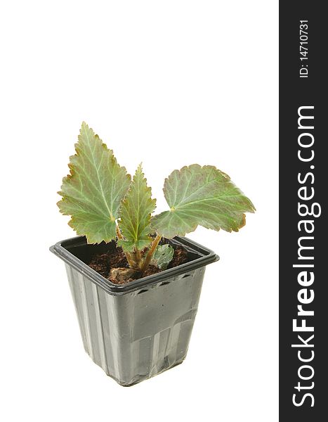 Young begonia plant in a pot. Young begonia plant in a pot