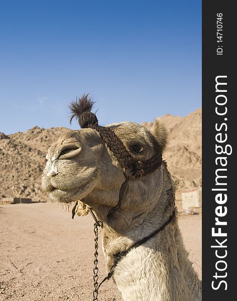 Headshot of a dromedary camel in the desert against a clear blue sky. Sharm el Sheikh, South Sinai, Egypt. Headshot of a dromedary camel in the desert against a clear blue sky. Sharm el Sheikh, South Sinai, Egypt.