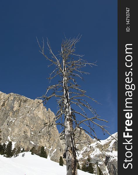 Dead tree against a clear blue sky with mountains and snow in the background. Val Gardena, Dolomites, Italy. Dead tree against a clear blue sky with mountains and snow in the background. Val Gardena, Dolomites, Italy.