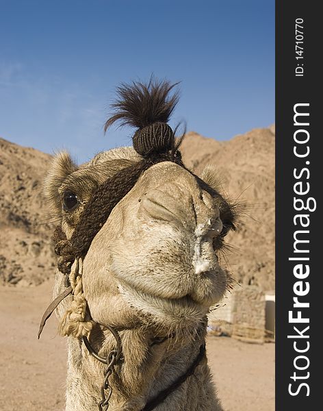 Headshot of a dromedary camel in the desert against a clear blue sky. Sharm el Sheikh, South Sinai, Egypt. Headshot of a dromedary camel in the desert against a clear blue sky. Sharm el Sheikh, South Sinai, Egypt.