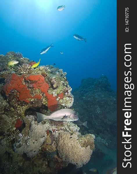 A colorful  and vibrant tropical reef scene with blue background and a Painted sweetlips (Diagramma pictum) in the foreground. Sharm el Sheikh, Red Sea, Egypt. A colorful  and vibrant tropical reef scene with blue background and a Painted sweetlips (Diagramma pictum) in the foreground. Sharm el Sheikh, Red Sea, Egypt.