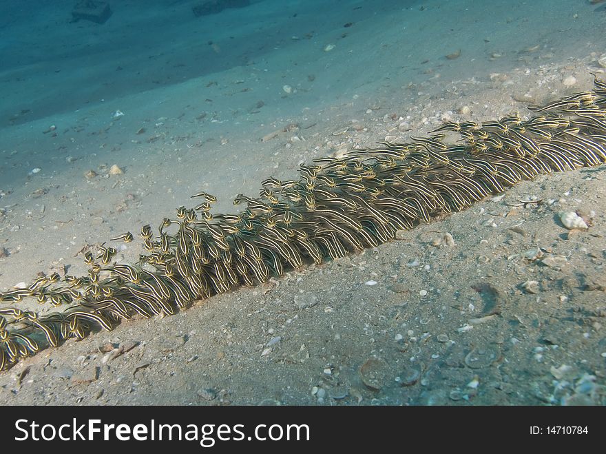 Schooling Striped Fish.