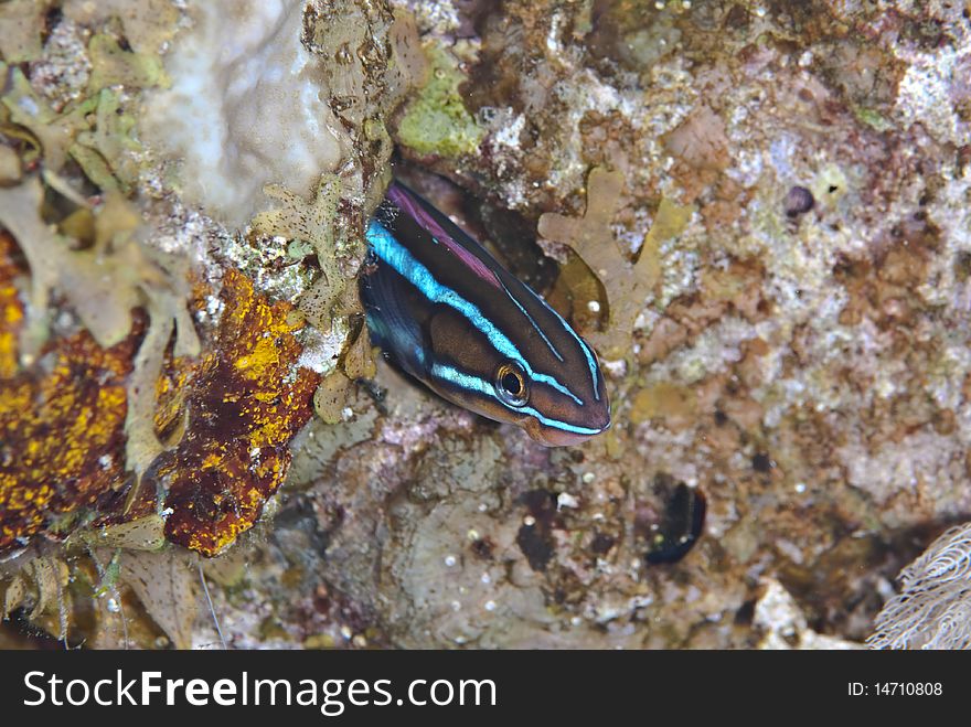 Bluestriped sabretooth blenny (Plagiotremus rhinorhynchus), seeking shelter in a small hole in the reef. Naama bay, Red Sea, Egypt. Bluestriped sabretooth blenny (Plagiotremus rhinorhynchus), seeking shelter in a small hole in the reef. Naama bay, Red Sea, Egypt.