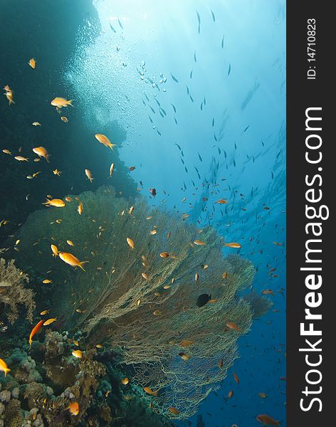 Tropical reef scene with Giant sea fan (Annella mollis) and anthias (Pseudanthias squamipinnis). Sharm el Sheikh, Red Sea, Egypt. Tropical reef scene with Giant sea fan (Annella mollis) and anthias (Pseudanthias squamipinnis). Sharm el Sheikh, Red Sea, Egypt.