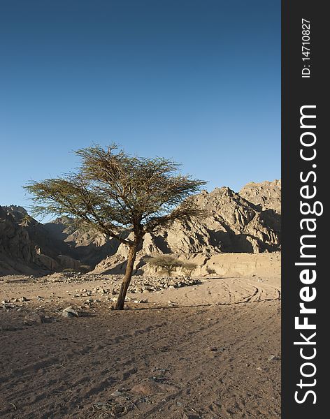 Acacia tree in the Sinai desert against a clear blue sky and mountains in the background. Sharm el Sheikh, South Sinai, Egypt. Acacia tree in the Sinai desert against a clear blue sky and mountains in the background. Sharm el Sheikh, South Sinai, Egypt.