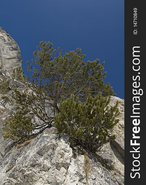 Young pine tree growing from a rocky mountain with blue sky in the background. Val Gardena, Dolomites, Italy. Young pine tree growing from a rocky mountain with blue sky in the background. Val Gardena, Dolomites, Italy.