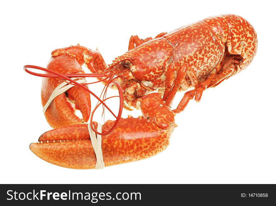 Whole cooked lobster with banded claws