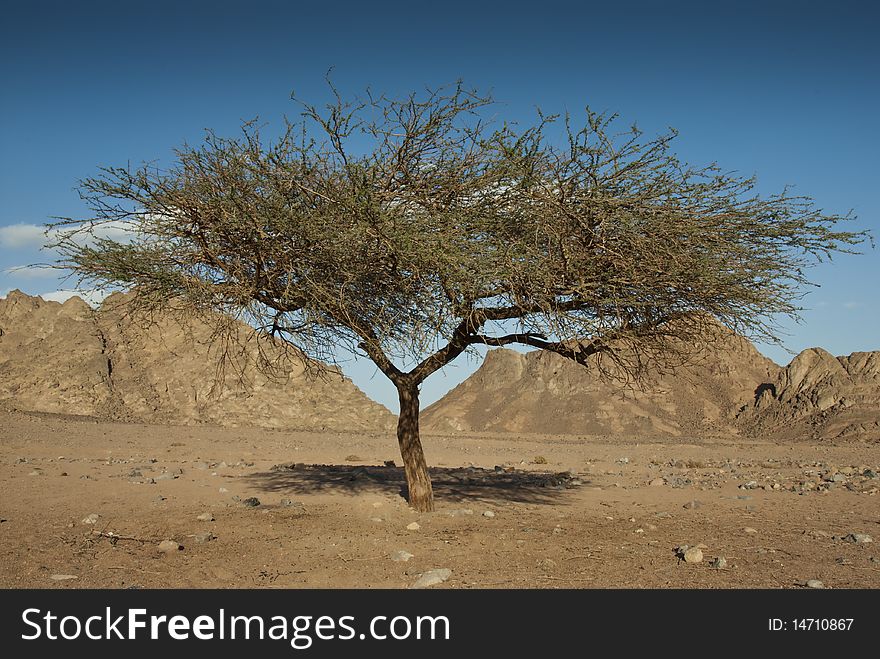 Acacia tree in the Sinai desert against a clear blue sky. Sharm el Sheikh, South Sinai, Egypt. Acacia tree in the Sinai desert against a clear blue sky. Sharm el Sheikh, South Sinai, Egypt.