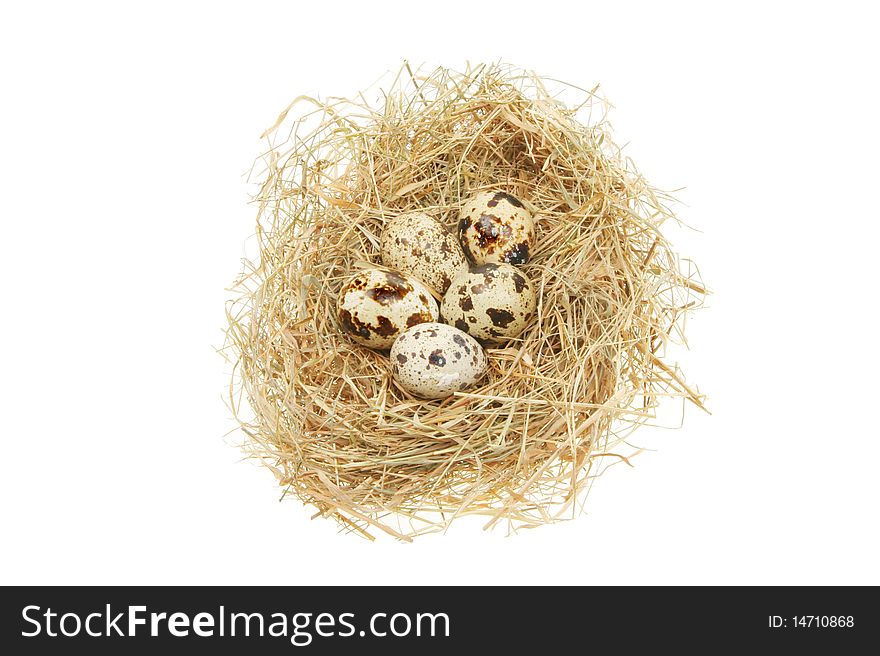 Birds eggs in a nest isolated against white