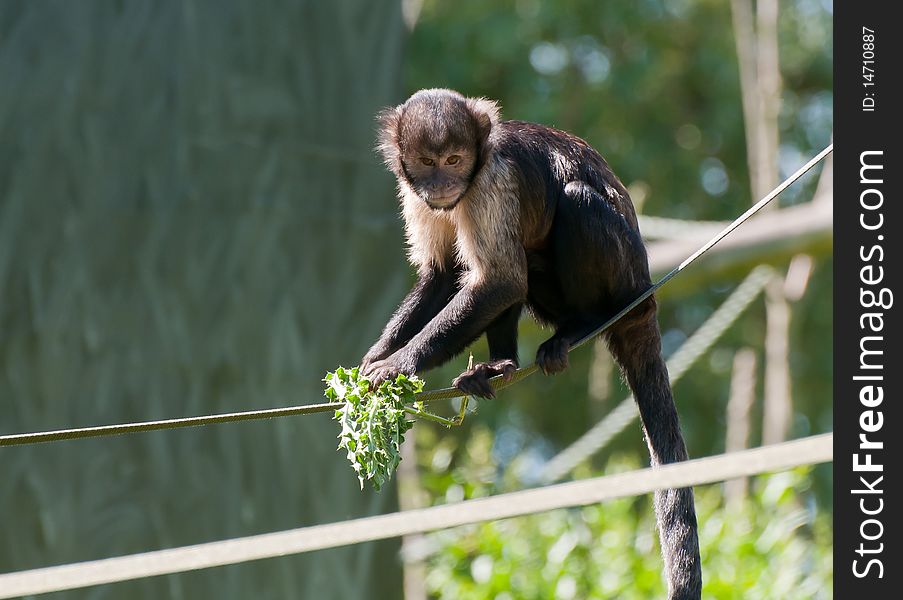 A buffy headed capuchin climbing on a rope