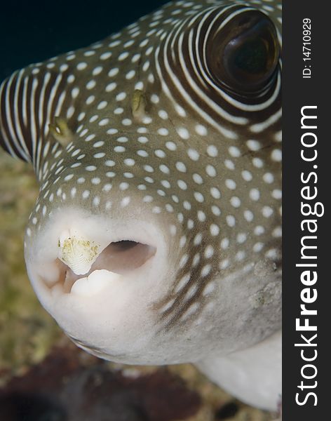 Portrait Of A Whitespotted Pufferfish.