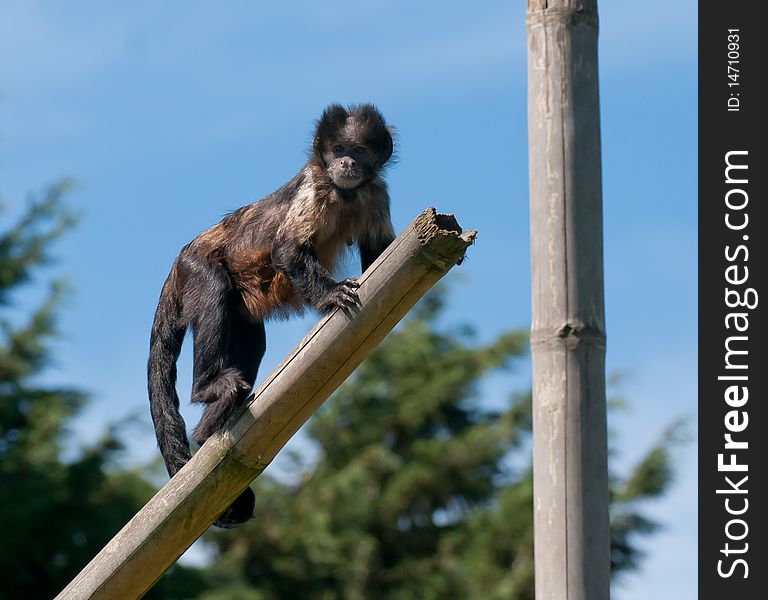 A buffy headed capuchin climbing on a tree stump