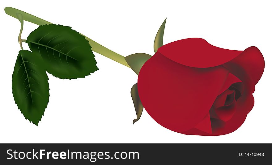 Red Rose With Green Leaves.