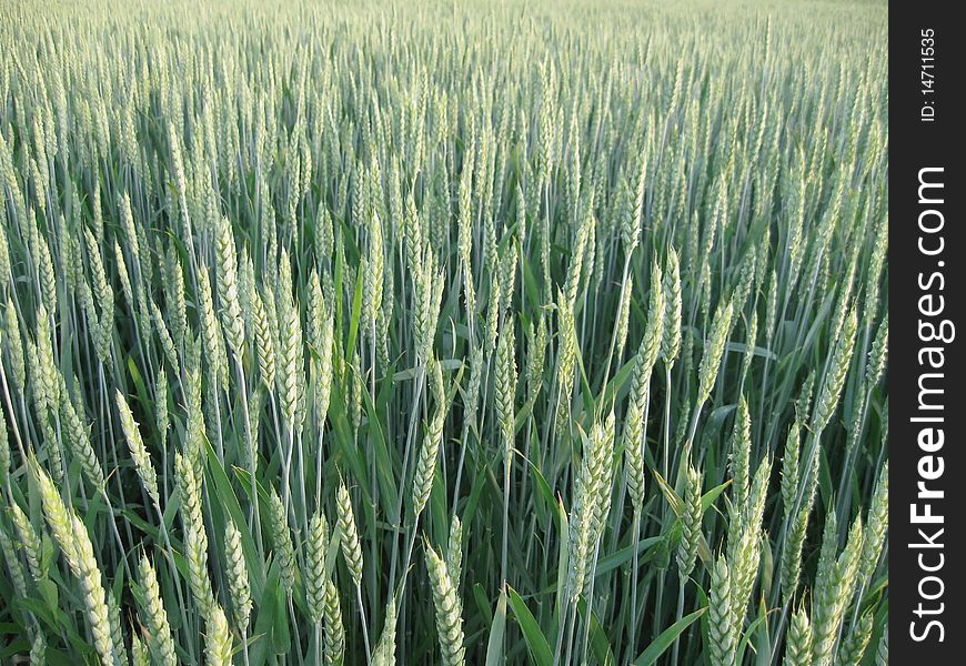 Green Young Wheat Field