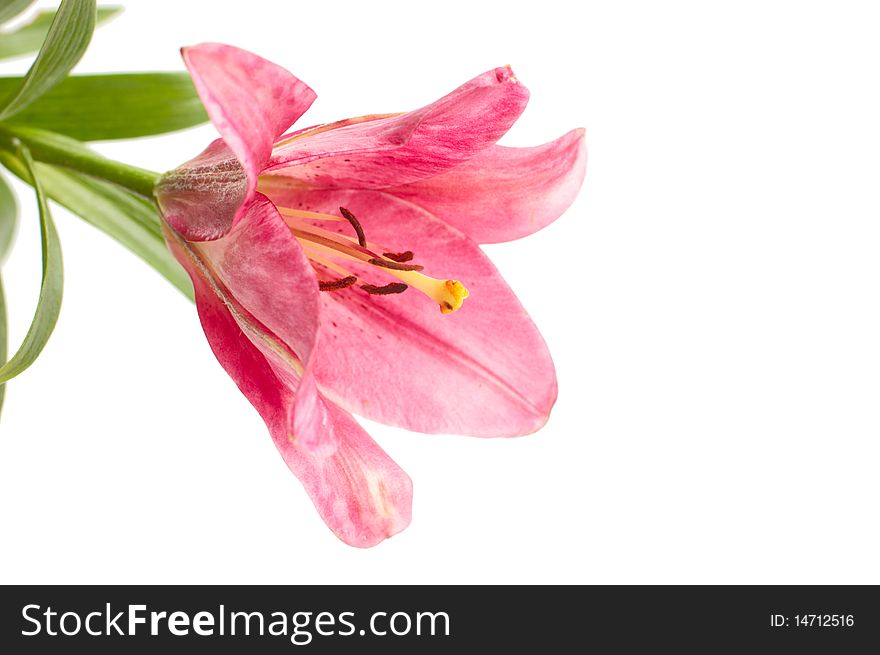 Pink lily isolated on white background. Pink lily isolated on white background