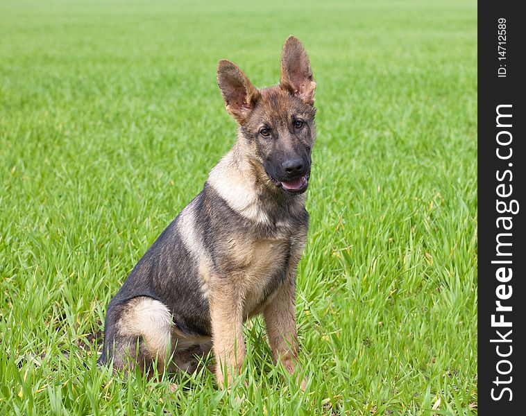 Young puppy of a German Shepherd sitting on a green grass of a summer field. Young puppy of a German Shepherd sitting on a green grass of a summer field