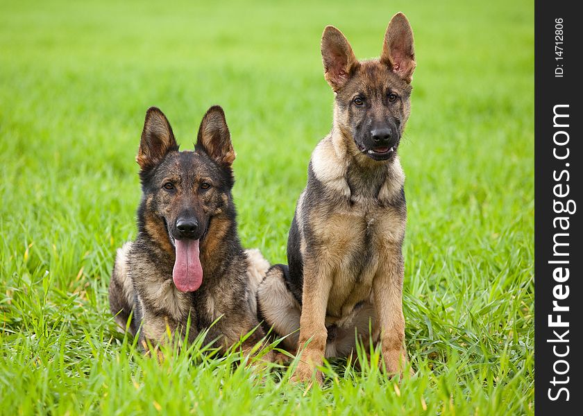 Two young German Shepherd on a green grass of a summer field. Two young German Shepherd on a green grass of a summer field