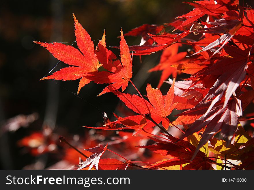 Red leaf under sunlight, Japan