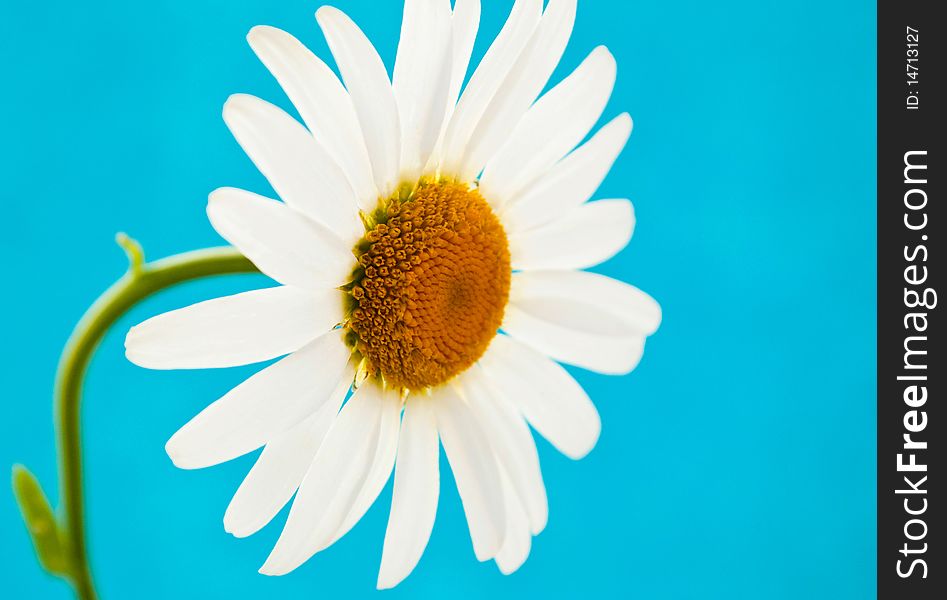 Depicted daisy on a blue background. Depicted daisy on a blue background.