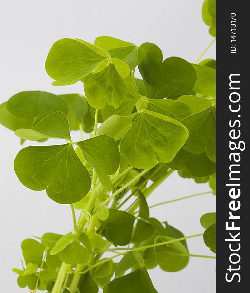 A vertical presentation of white clover leaves on white background.