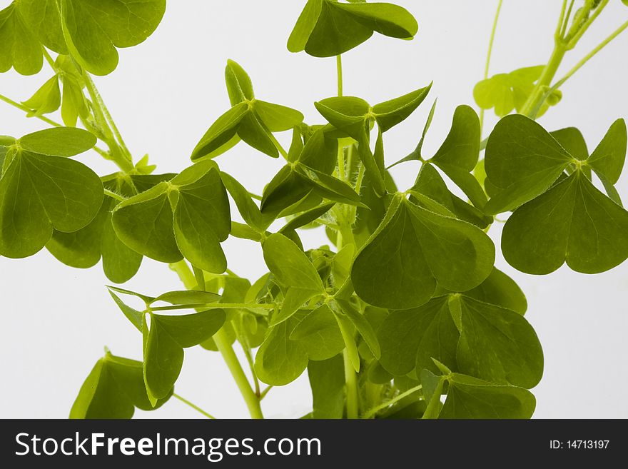 A close up of a bunch of wild clover leaves on a white background. A close up of a bunch of wild clover leaves on a white background.