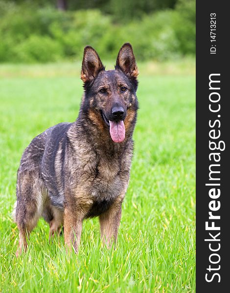 Young German Shepherd standing on a green grass of a summer field