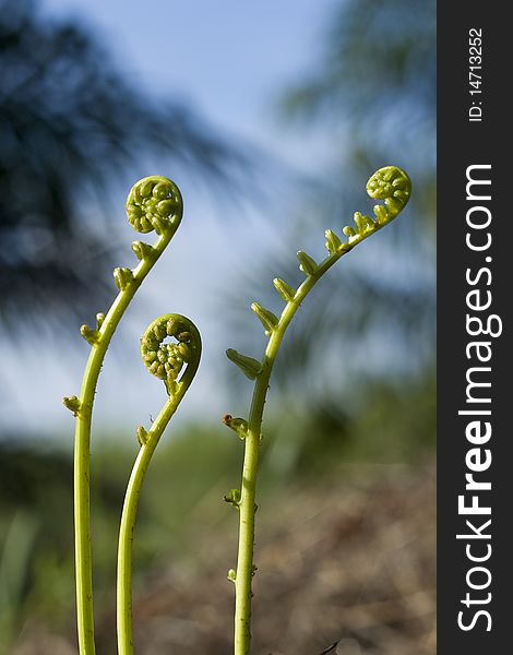 Fiddle Head Fern, South of Thailand