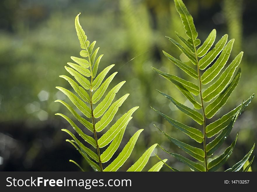 Leaf of a Fern