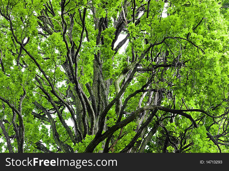 Under mighty old oak tree. Under mighty old oak tree