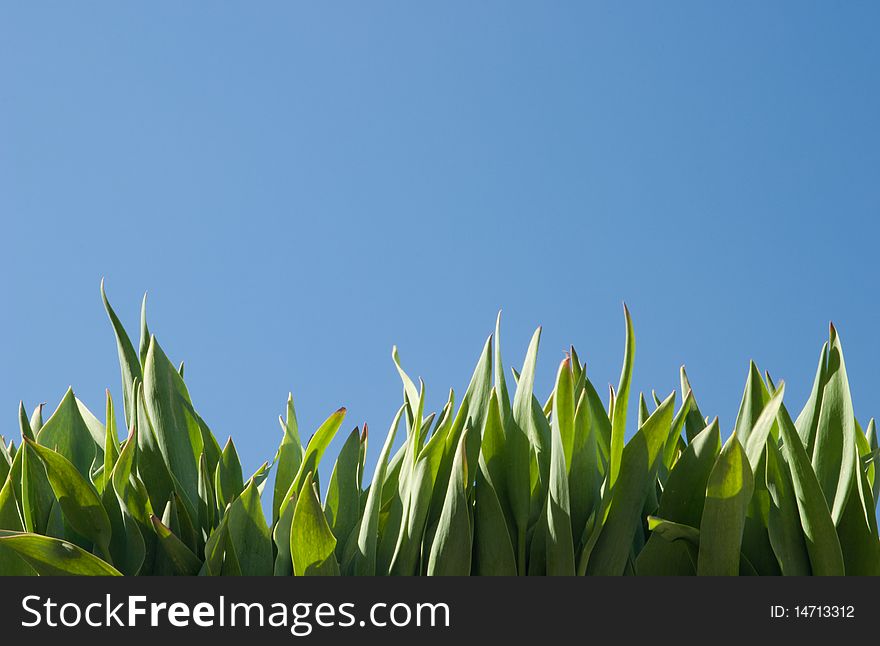 Green grass and blue sky. Natural concept. Taken in clear weather in the side, sunlight, natural high contrast. Natural grass. We used a polarizing filter. No post processing and assembly