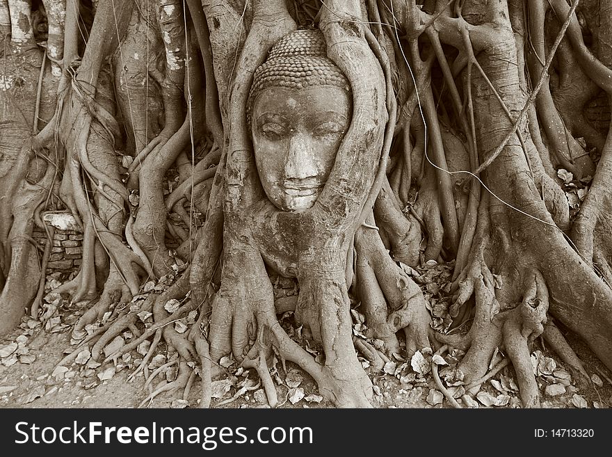 Buddha Head in Ayuthaya, Thailand