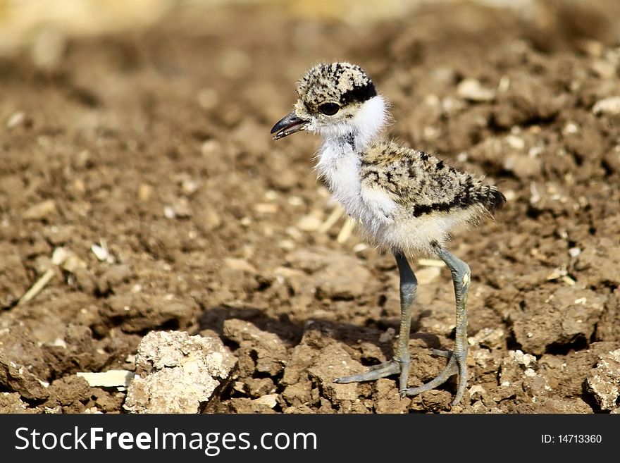 A new born spur-winged plover chick.