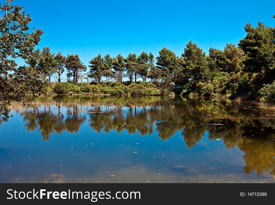 Pond with trees reflected