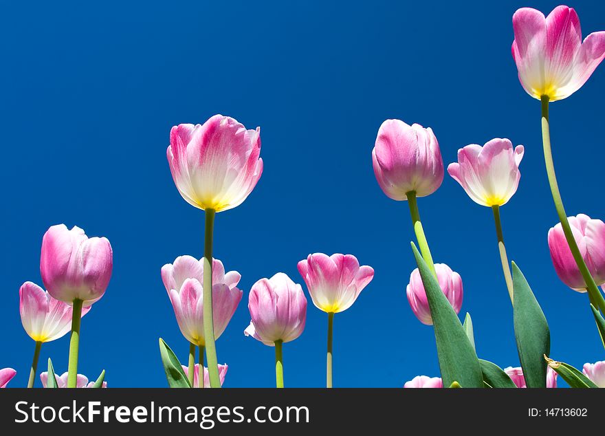 Tulips and sky