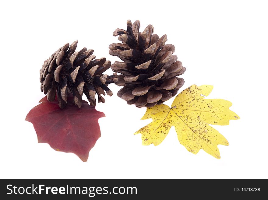 Pine cone with leaf isolated