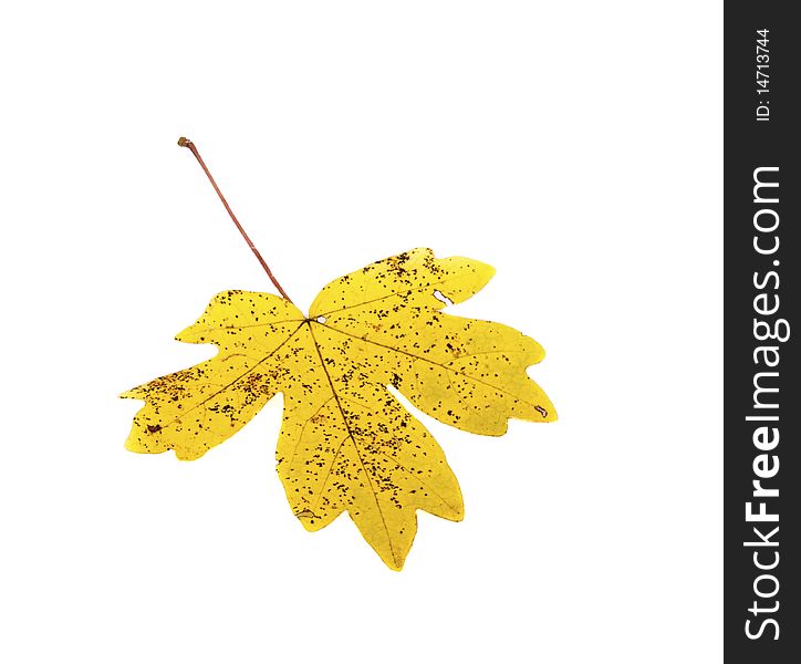 Autumn yellow leaf isolated on white