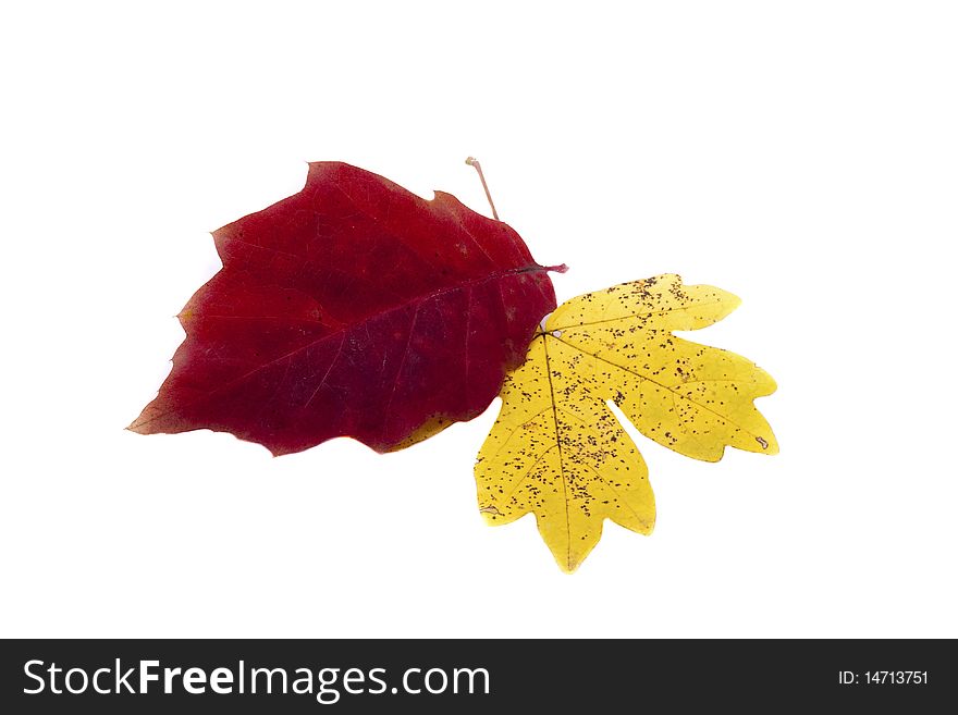 Autumn yellow and red leaf isolated on white