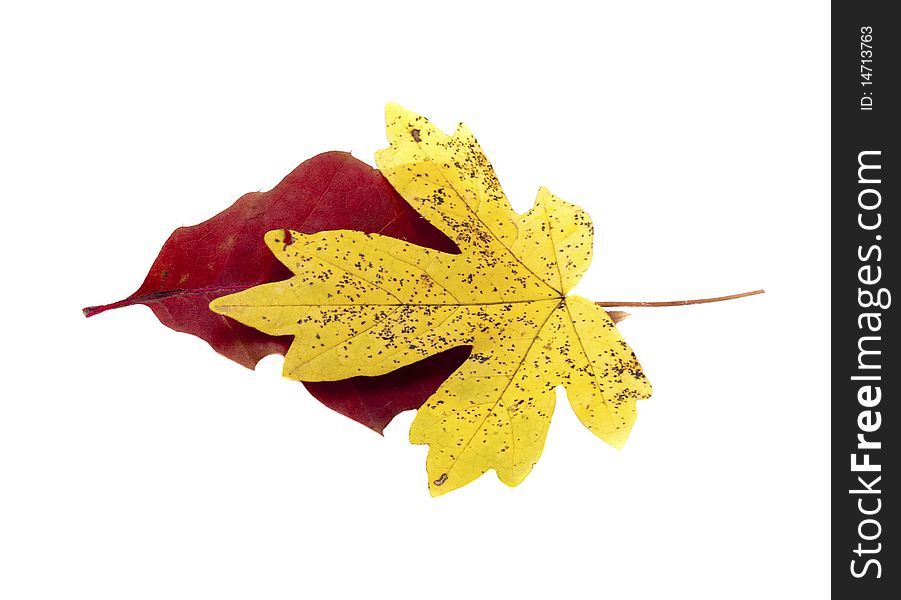 Autumn yellow and red leaf isolated on white