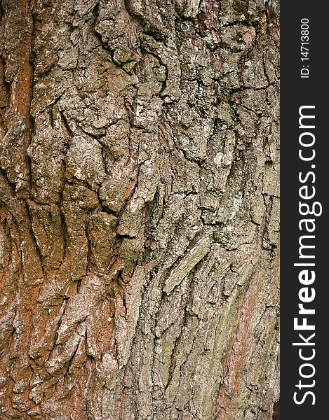 Bark of a tree of an old oak a background. Bark of a tree of an old oak a background