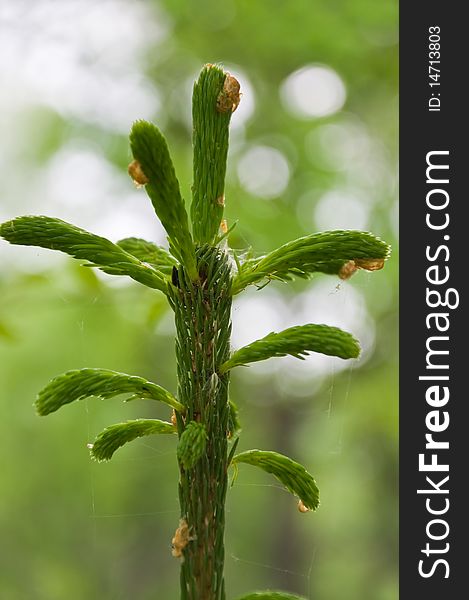 Top of a green young fur-tree in wood. Top of a green young fur-tree in wood