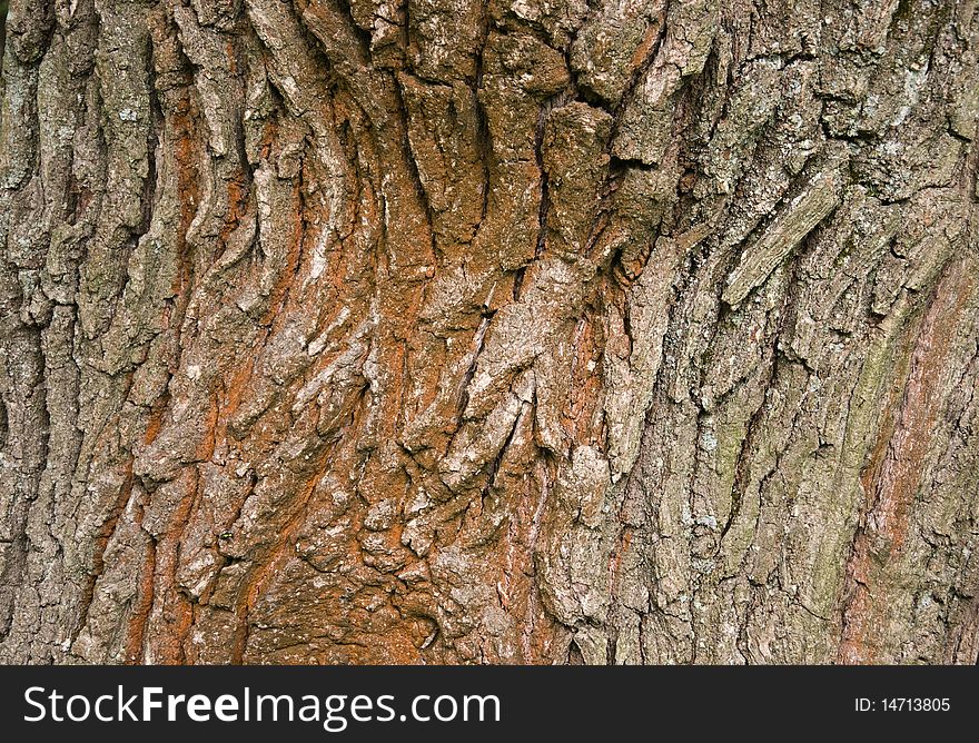 Bark of a tree of an old oak a background. Bark of a tree of an old oak a background