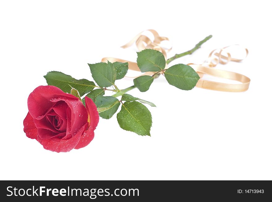 Red rose as a present on a white background