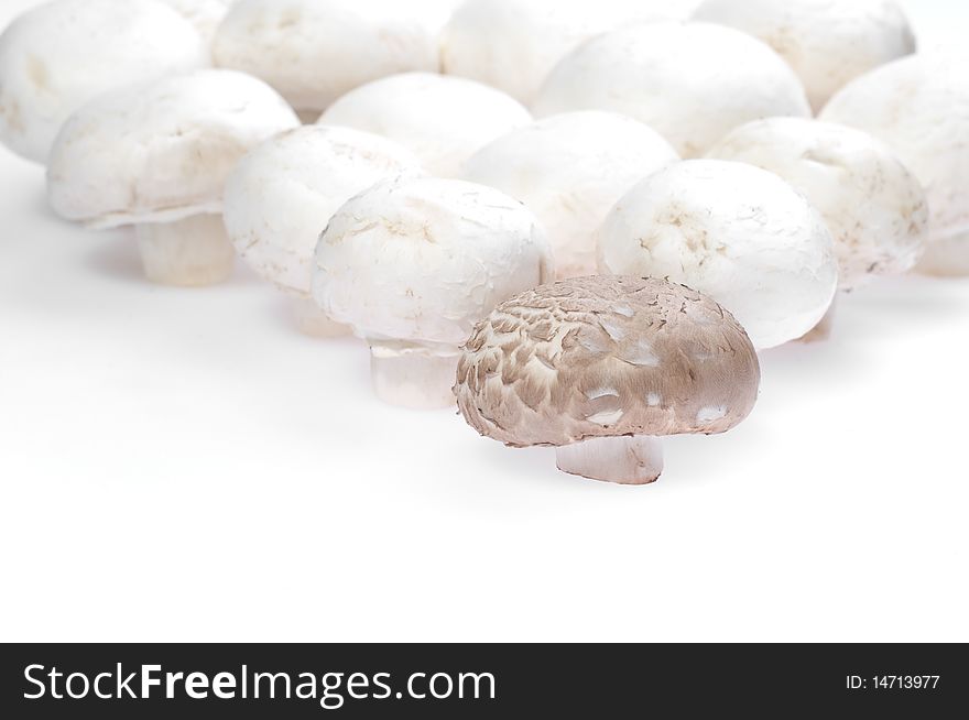 Mushroom forest (white and brown mushrooms on a white background)