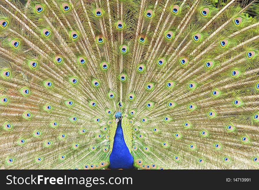 Adult peacock displaying colorful feathers