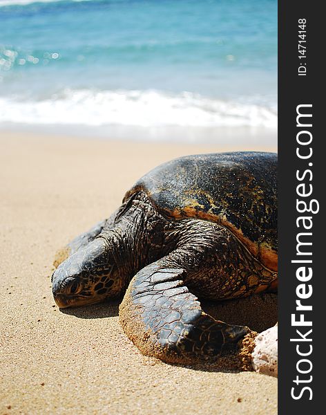 A sea turtle on a sandy beach in maui