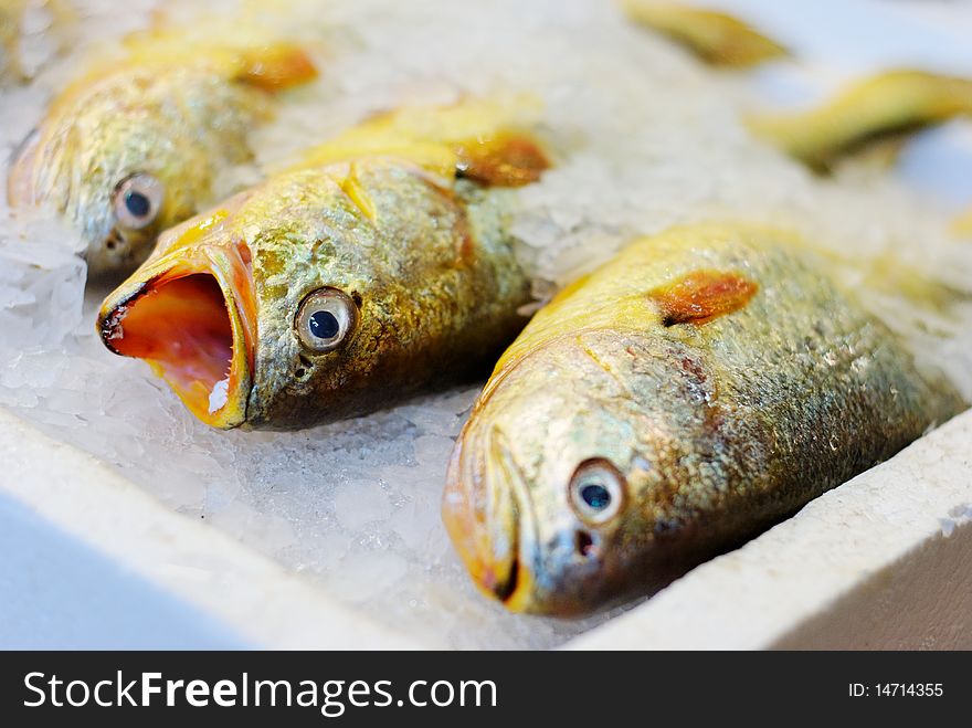 This image is of some frozen fish at the market. . This image is of some frozen fish at the market.