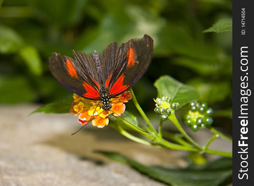 Washington Butterfly